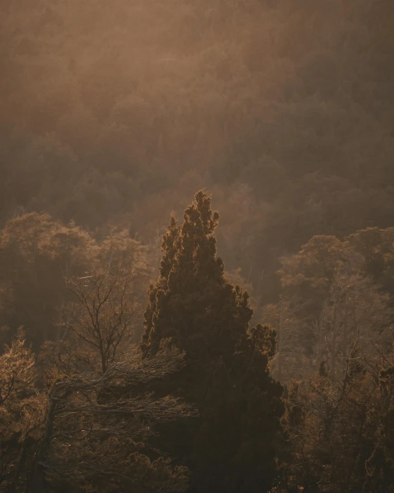 a couple of giraffe standing on top of a lush green field, inspired by Elsa Bleda, unsplash contest winner, australian tonalism, massive trees with warm windows, alessio albi, autumn light, shining lights on cliff side