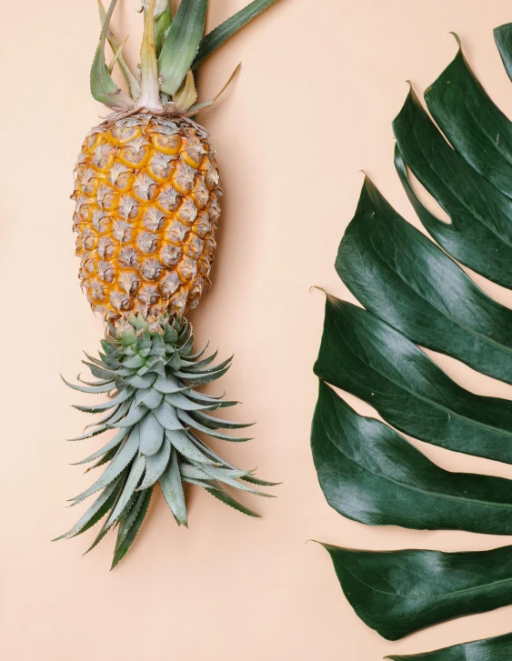 a pineapple sitting on top of a green leaf, next to a plant, profile image, flatlay, multiple stories