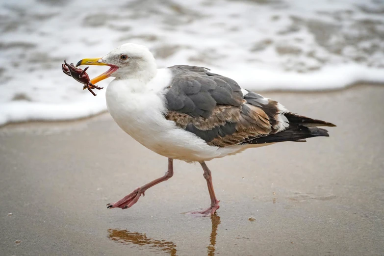 a seagull walking on the beach with a fish in its mouth, by Jan Tengnagel, pexels contest winner, 🦩🪐🐞👩🏻🦳, dinner is served, australian, grey