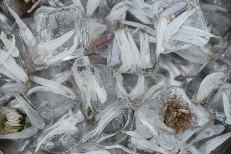 a bunch of ice sitting on top of a table, a macro photograph, inspired by Vija Celmins, unsplash, mutated flowers, white hairs, high quality photo, ground - level medium shot