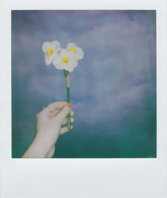 a person holding a flower in front of a blue sky, a polaroid photo, inspired by Elsa Bleda, daffodils, ( 3 1, pastel', album