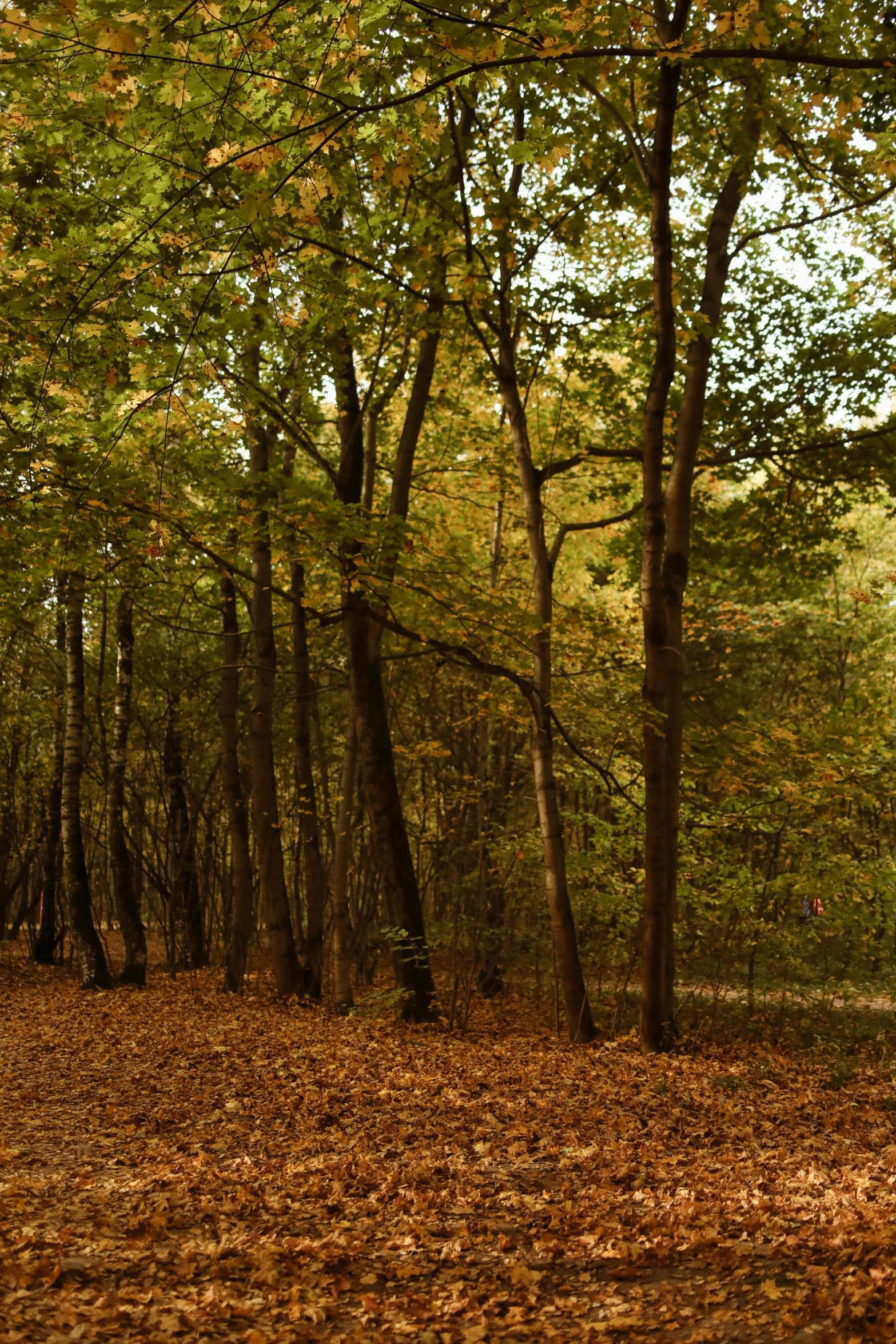 a red fire hydrant sitting in the middle of a forest, by Jan Tengnagel, panoramic photography, brown, fall, long