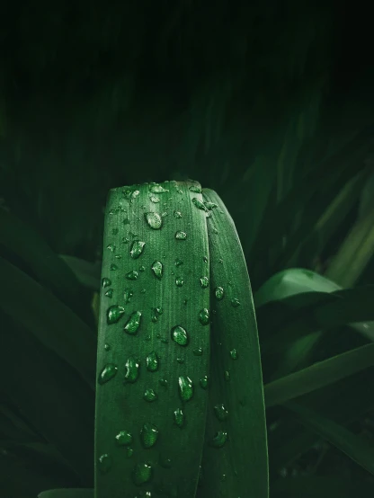 a green plant with water droplets on it, by Adam Marczyński, trending on pexels, renaissance, made of bamboo, 🍸🍋