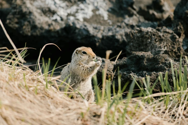 a squirrel that is standing in the grass, a portrait, pexels contest winner, mingei, moai seedling, shoreline, grain”, maintenance photo