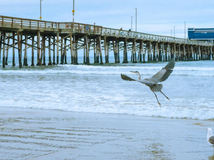 a bird flying over a beach next to a pier