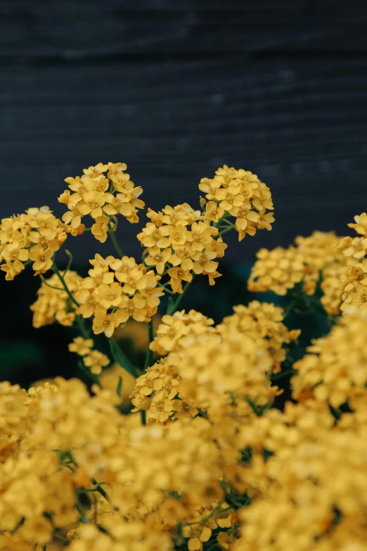 a close up of a bunch of yellow flowers, verbena, viewed from a distance, colors: yellow, zoomed out shot