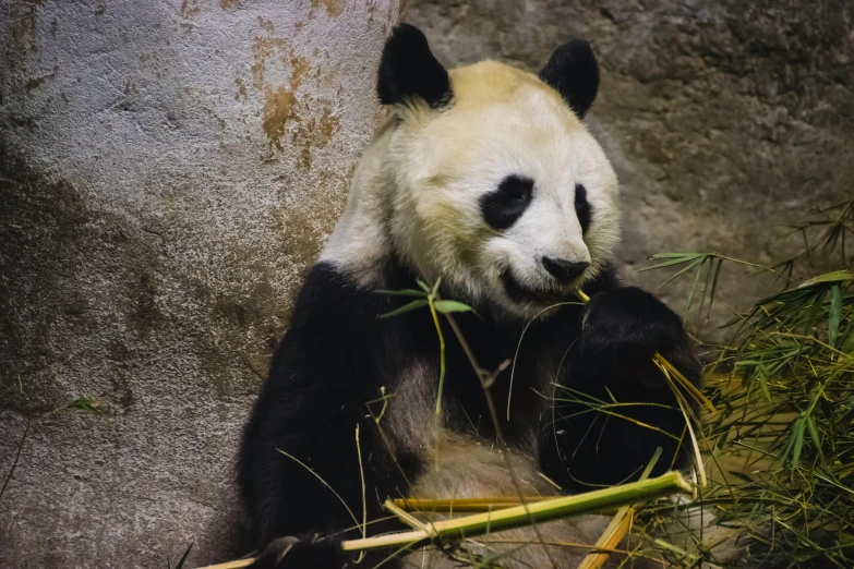 a panda bear that is eating some bamboo, by Adam Marczyński, pexels contest winner, fan favorite, portrait of a big, museum photo, historical photo