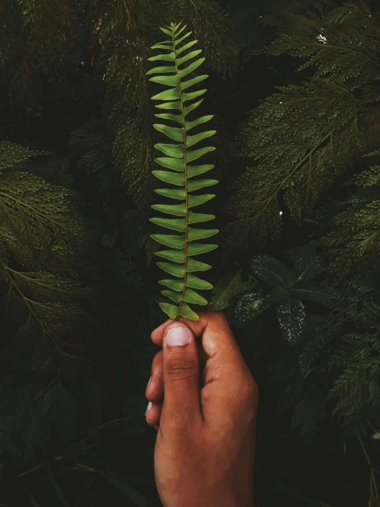 a person holding a fern leaf in their hand, an album cover, inspired by Elsa Bleda, trending on unsplash, environmental art, ✨🕌🌙, millennial vibes, vertical orientation, just a cute little thing