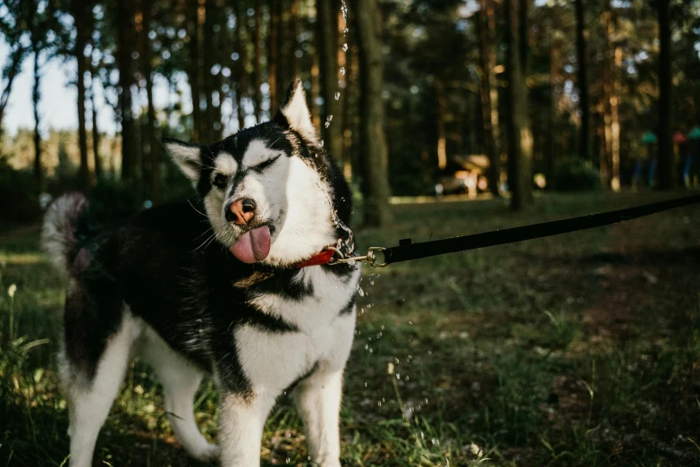 a close up of a dog on a leash in the grass, a photo, unsplash, siberian husky, very thirsty, thumbnail, high quality image