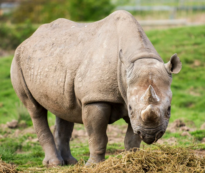 a rhino standing on top of a lush green field, zoo, tarmo juhola, brown, grey