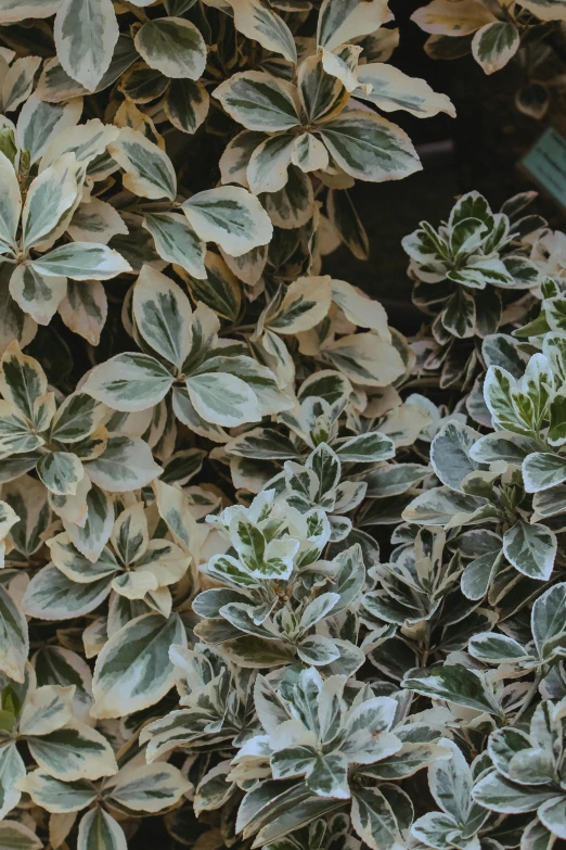 a bunch of plants that are next to each other, inspired by Elsa Bleda, trending on pexels, fine art, silver dechroic details, high angle close up shot, ivory rococo, shrubs