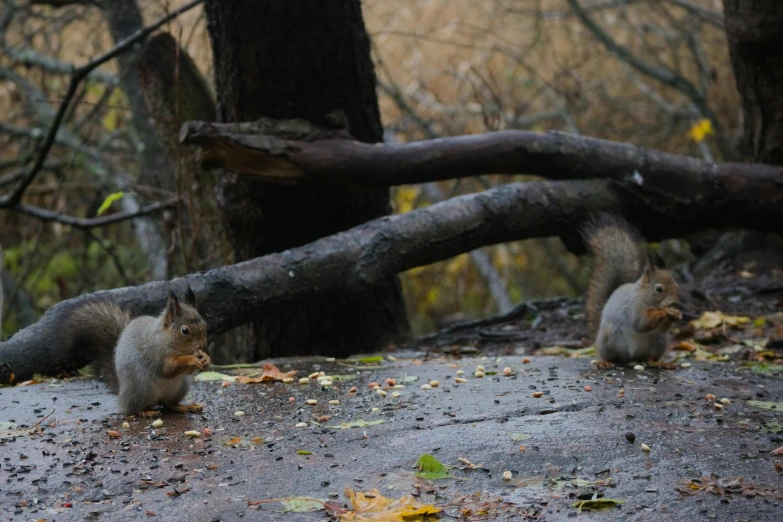 a couple of squirrels that are standing in the dirt, a picture, by Attila Meszlenyi, pexels contest winner, realism, rainy environment, forest picnic, the fall season, two exhausted