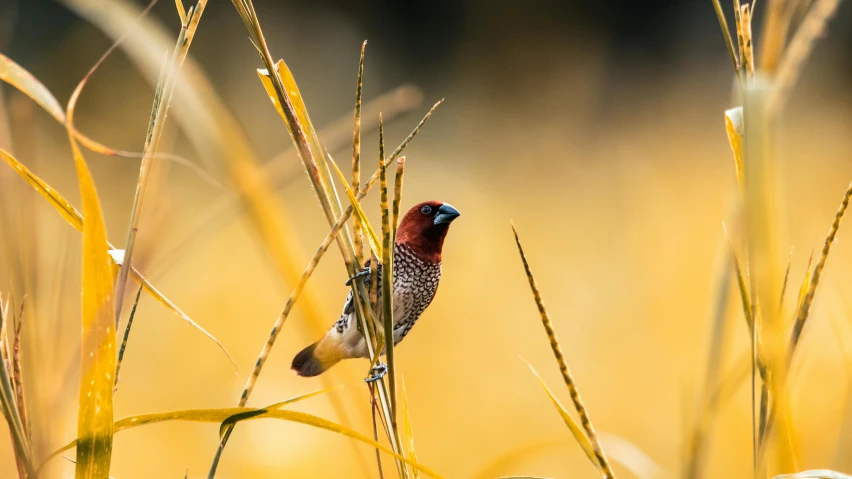 a bird sitting on top of a tall grass covered field, by Eglon van der Neer, unsplash contest winner, red and brown color scheme, australian, ready to eat, avatar image