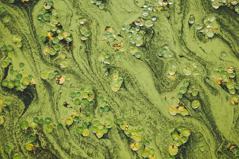 a pond filled with lots of green water plants, an album cover, by Elsa Bleda, unsplash, environmental art, organic liquid textures, 🎨🖌️, lichen, lily pad