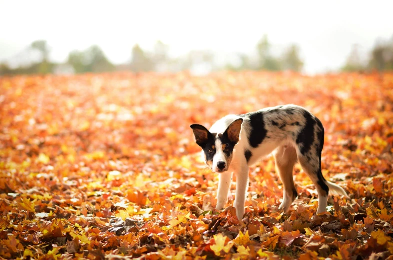 a black and white dog standing in a field of leaves, by Paul Davis, shutterstock, conceptual art, calico, puppy, digging, the african painted dog