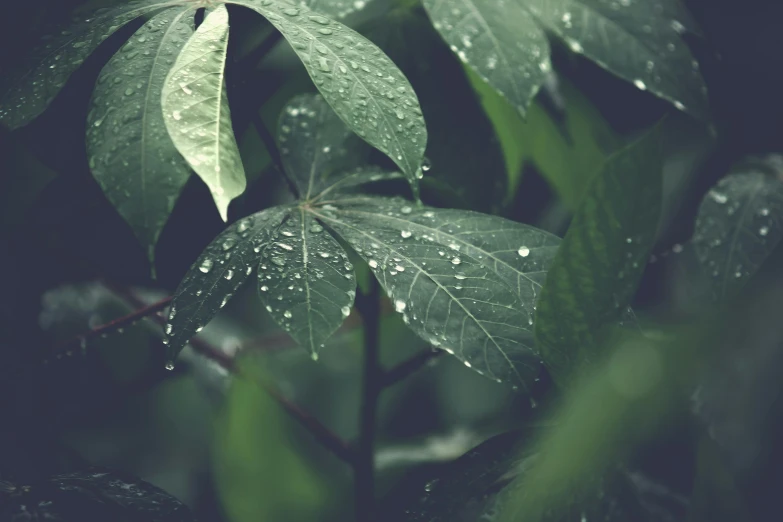 a close up of a plant with water droplets on it, inspired by Elsa Bleda, unsplash, renaissance, marijuana leaves ) wet, alessio albi, forest green, background image