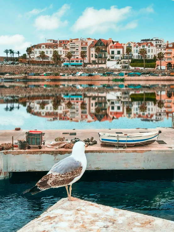 a seagull standing on a dock next to a body of water, by Julia Pishtar, pexels contest winner, in spain, reflections in copper, small port village, panoramic