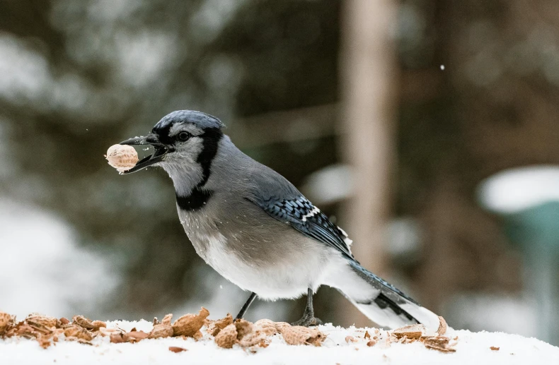 a blue jay with a peanut in its mouth, pexels contest winner, surrealism, snow weather, grey, gif, 🦩🪐🐞👩🏻🦳