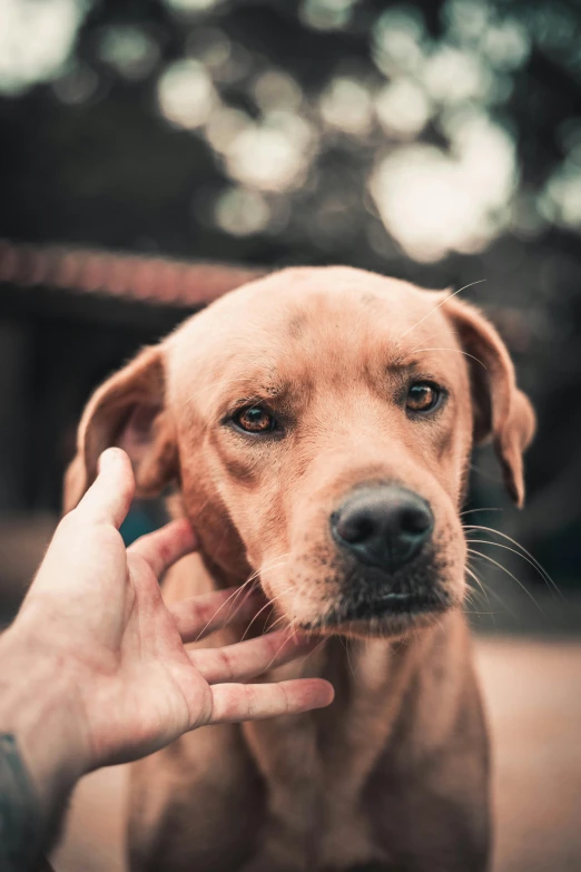 a close up of a person petting a dog, by Sebastian Vrancx, pexels contest winner, concerned expression, waving at the camera, post-processed, brown