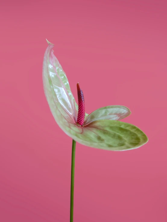 a close up of a flower on a pink background, an album cover, inspired by Carpoforo Tencalla, trending on unsplash, photorealism, carnivorous plant, on clear background, pointè pose, large tall