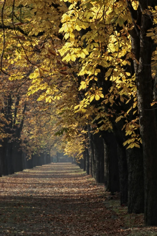 a row of trees with yellow leaves on them, an album cover, by Antoni Brodowski, pexels contest winner, baroque, 2 5 6 x 2 5 6 pixels, walkways, mint, in 2 0 1 2