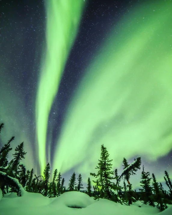 the aurora bore lights up the sky over a snow covered forest, by Terese Nielsen, trending on unsplash, lightshow, green neon signs, inuit, sports photo