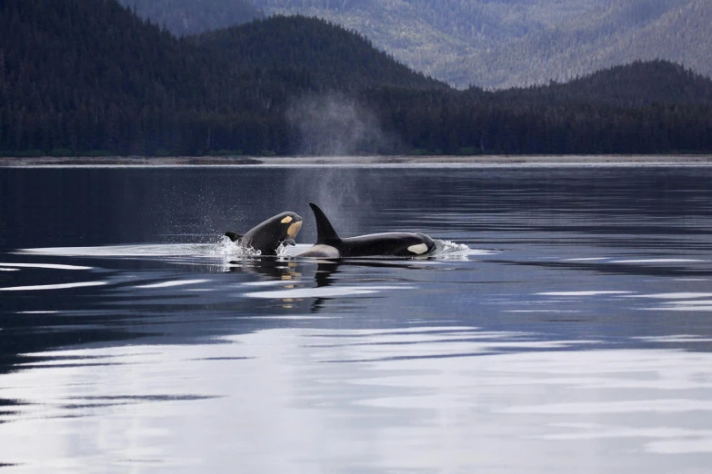 two orca whales swimming in a large body of water, by Jessie Algie, pexels contest winner, fan favorite, alaska, maple syrup sea, whale carcass
