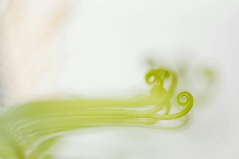 a close up of a green flower in a vase, a macro photograph, inspired by Carpoforo Tencalla, unsplash, lyrical abstraction, twisting organic tendrils, detailed white, ready to eat, portrait of small