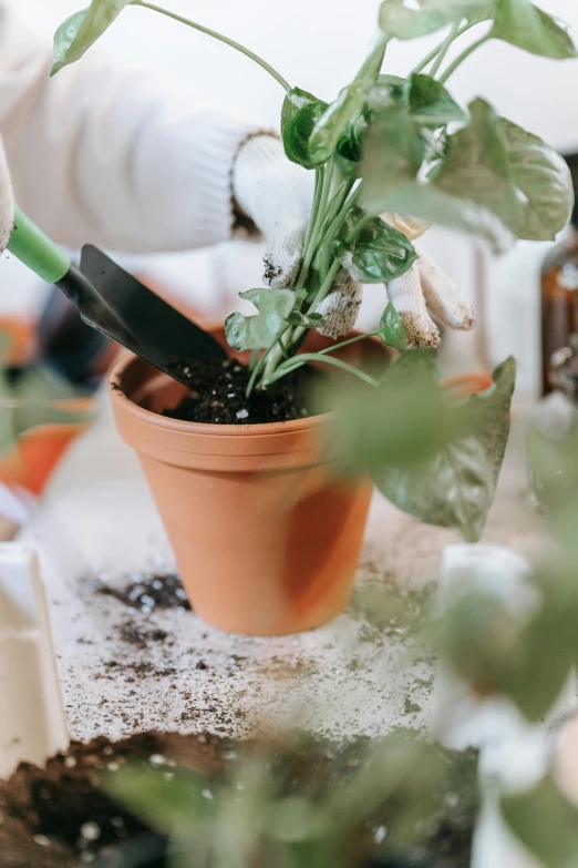 a close up of a person holding a plant in a pot, pouring, detailed product image, using a spade, white clay