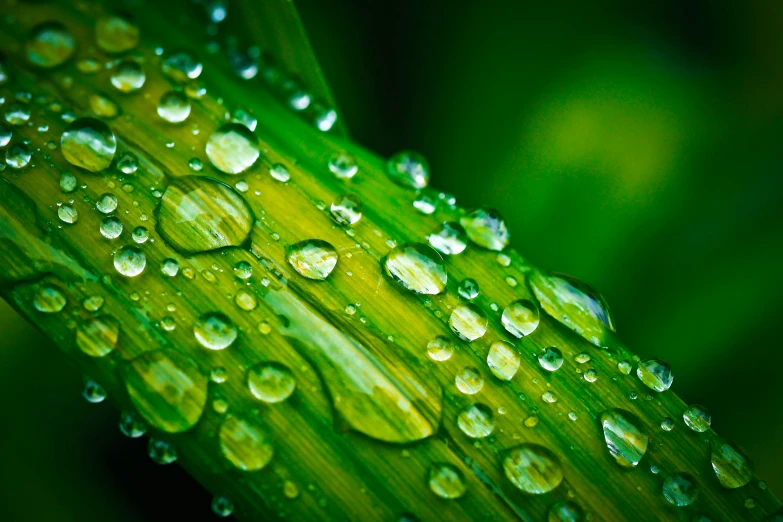 a close up of a leaf with water droplets on it, a macro photograph, by Jan Rustem, bamboo, corn, green shades, grassy