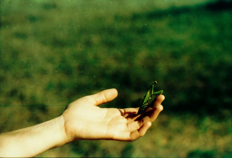 a person holding a leaf in their hand, an album cover, by Derek Jarman, unsplash, land art, expired film, ignant, actias luna, 1980s photo