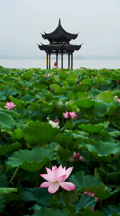 a pagoda sitting on top of a lush green field, an album cover, inspired by Li Di, unsplash, lotus flowers on the water, hangzhou, square, getty images