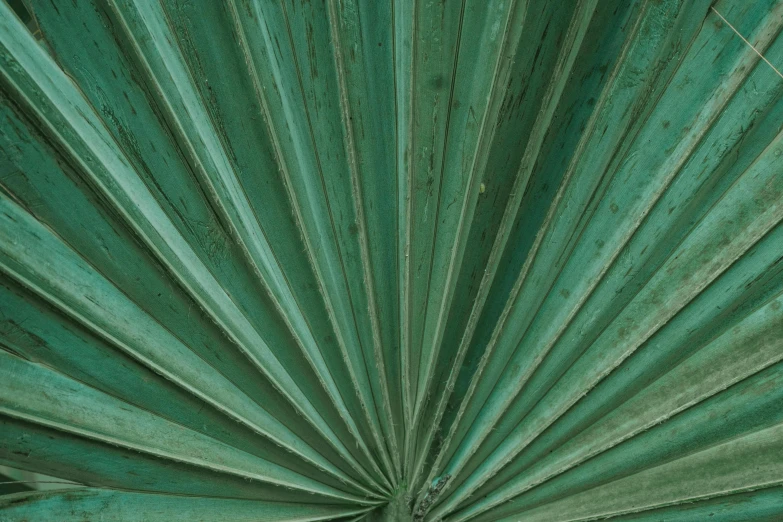 a close up of a green palm leaf, an album cover, inspired by Art Green, pexels contest winner, hurufiyya, verdigris, a wooden, parasol, seafoam green