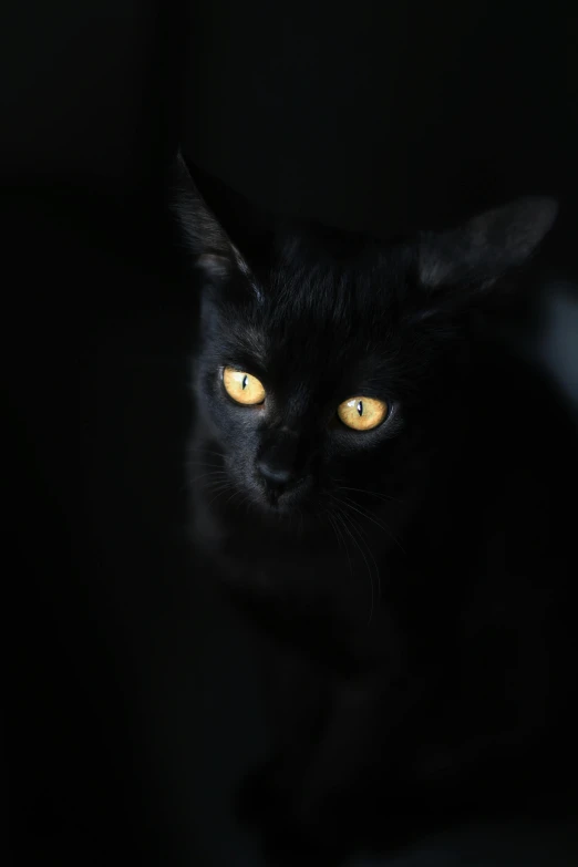 a black cat with yellow eyes sitting in the dark, by Andries Stock, getty images, devils, with black eyes, portrait of small