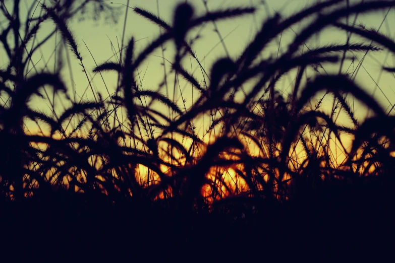 a field of tall grass with the sun setting in the background, a picture, inspired by Elsa Bleda, land art, grain”, silhouette :7, photo on iphone, summer night