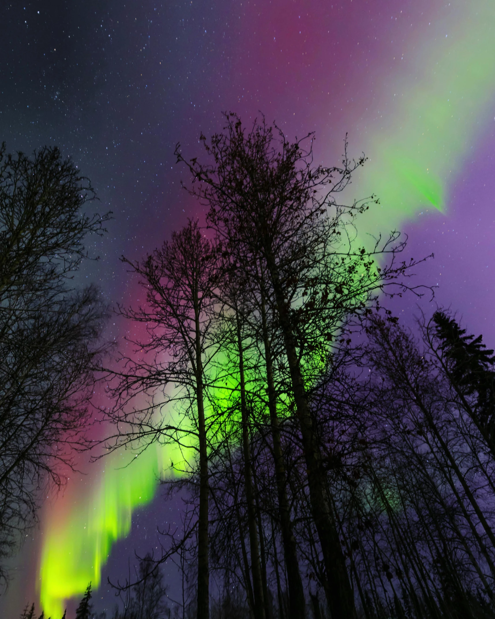 a group of trees with aurora lights in the sky, an album cover, by Terese Nielsen, pexels contest winner, hurufiyya, multicolored, birch, photographed for reuters, purple and green