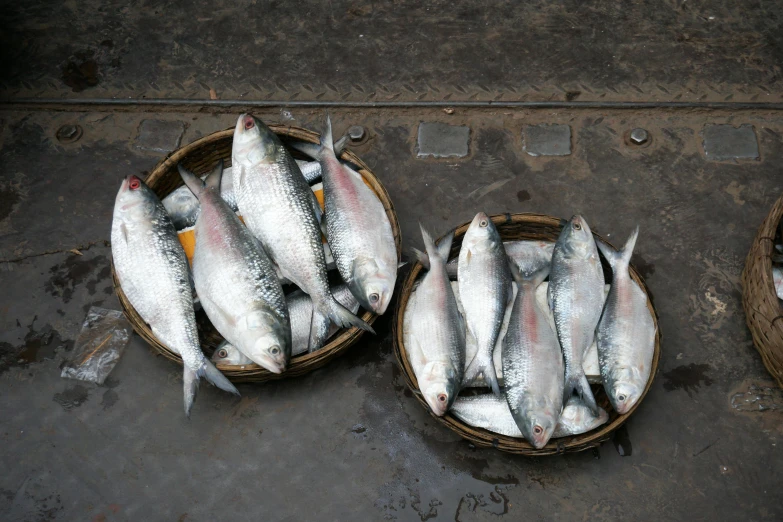 a couple of baskets filled with fish next to each other, a portrait, trending on unsplash, hurufiyya, kalighat, silver, mullet, 2000s photo