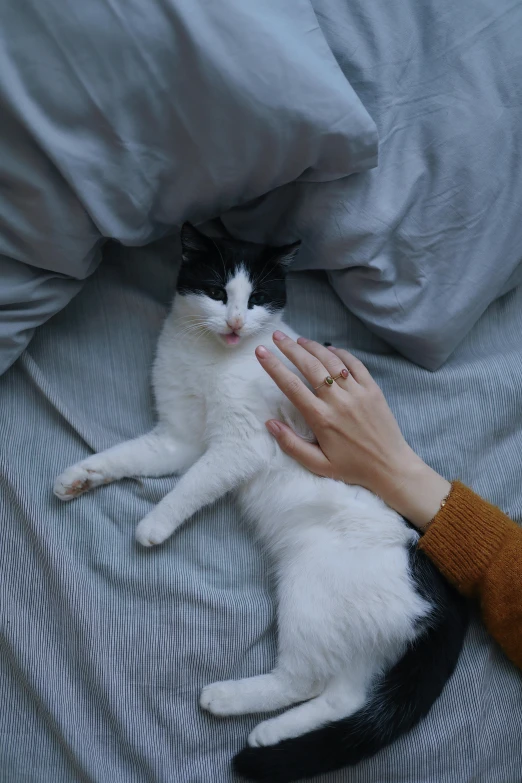 a black and white cat laying on top of a bed, inspired by Elsa Bleda, trending on reddit, romanticism, holding hand, ignant, sitting on man's fingertip, smooth pale skin