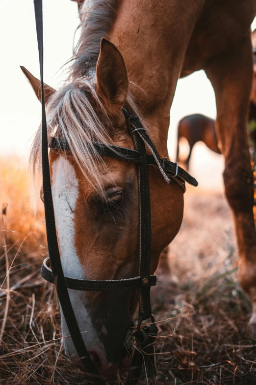 a brown horse standing on top of a grass covered field, upclose, in the evening, afternoon time, riding a horse