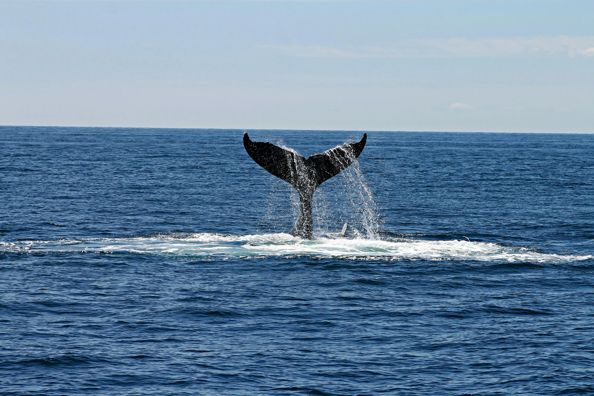 a whale tail flups out of the water, by Carey Morris, pexels contest winner, hurufiyya, manly, on a bright day, decoration, deepsea