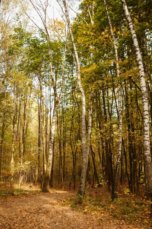 a dirt road in the middle of a forest, inspired by Ivan Shishkin, unsplash, baroque, shades of gold display naturally, panoramic, ((trees)), autum