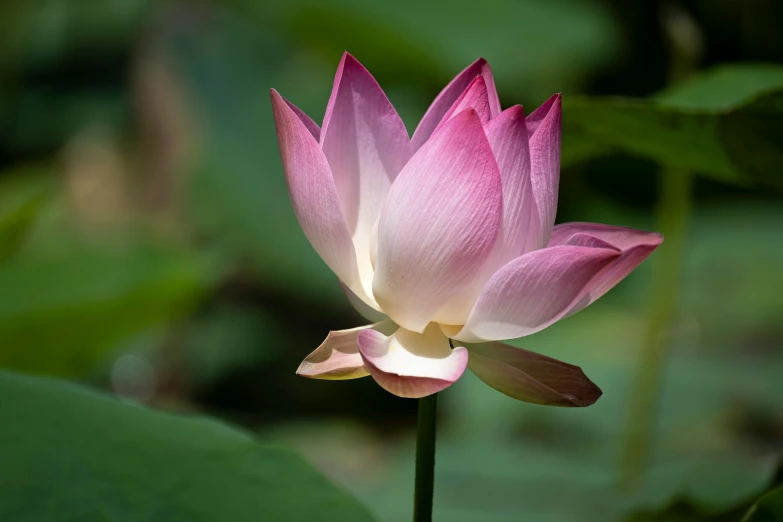 a close up of a pink flower on a stem, unsplash, hurufiyya, standing gracefully upon a lotus, paul barson, fine art print