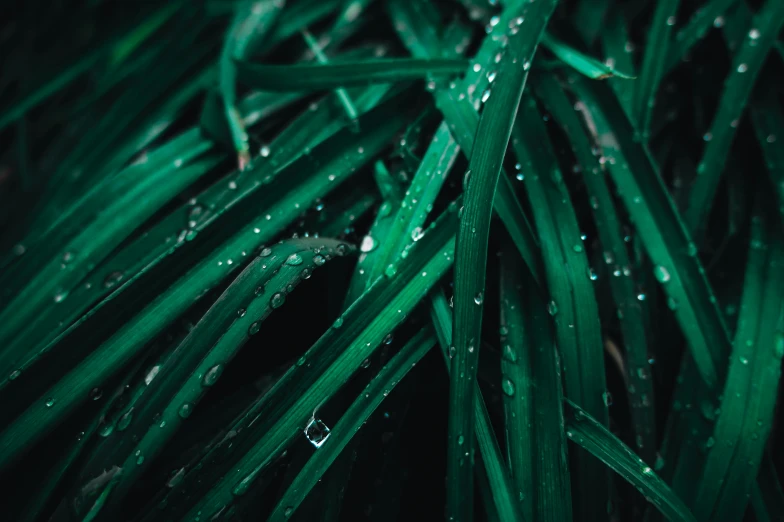 green grass with water droplets on it, by Adam Marczyński, unsplash, renaissance, multiple stories, vegetation tentacles, lush foliage cyberpunk, 4 k hd wallpapear