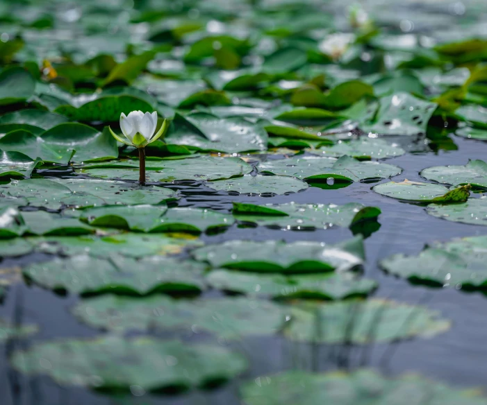 a white flower sitting on top of a body of water, a picture, green lily pads, flooded swamp, unsplash photography, viewed from a distance