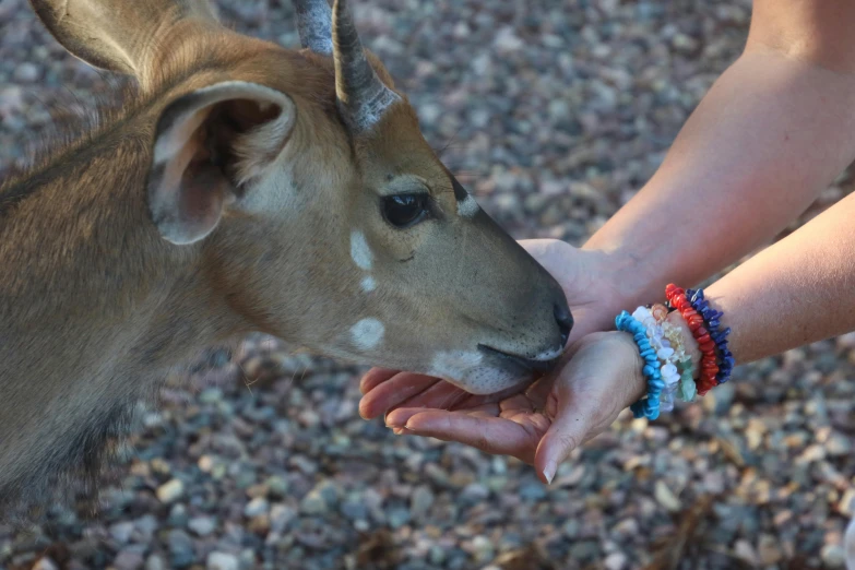 a close up of a person feeding a deer, bracelets, shambala, avatar image, samburu