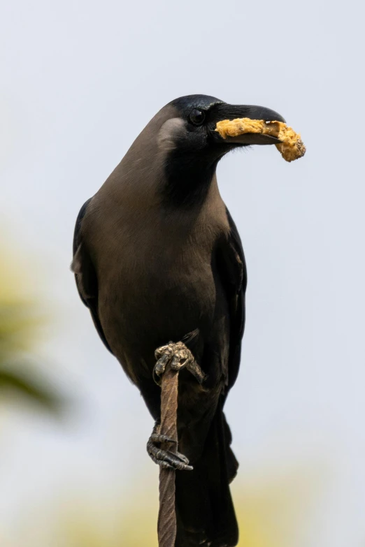 a black bird sitting on top of a wooden stick, offering a plate of food, up-close, glazed, on a tree