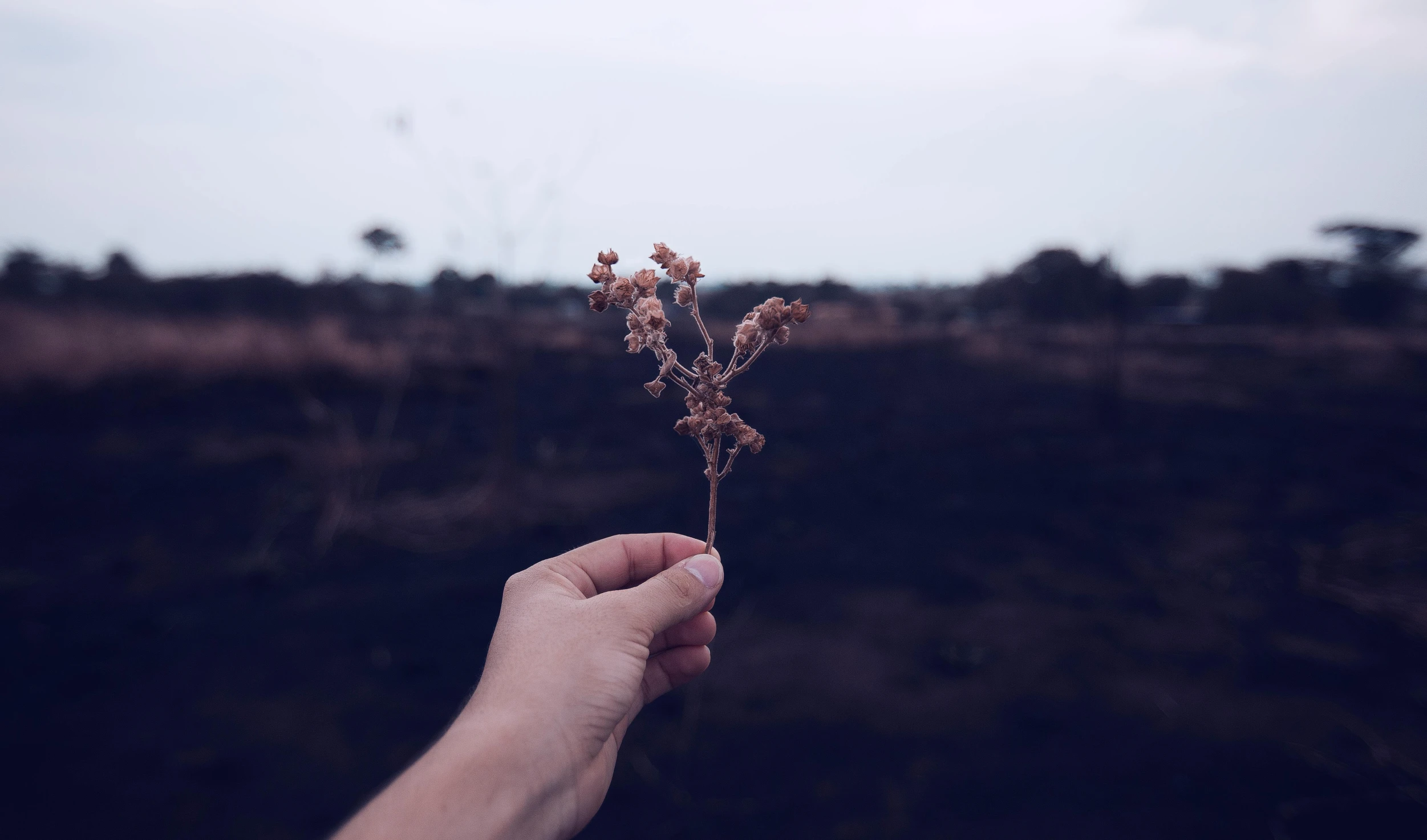 a person holding a plant in their hand, unsplash, naturalism, in a dried out field, background image, instagram picture, stems