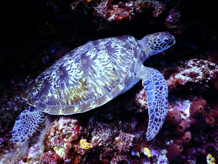 a turtle sitting on top of a coral reef, by Gwen Barnard, pexels contest winner, hurufiyya, deep dark purple waters, gray mottled skin, 🦩🪐🐞👩🏻🦳, pristine and clean design