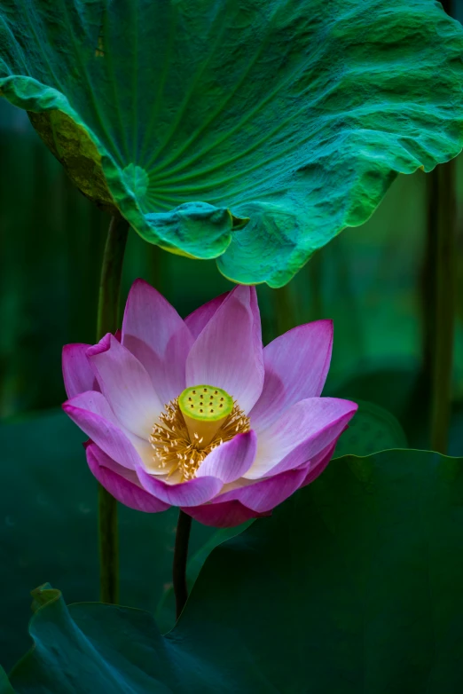 a pink flower sitting on top of a green leaf, sitting on a lotus flower, paul barson, hangzhou, lpoty