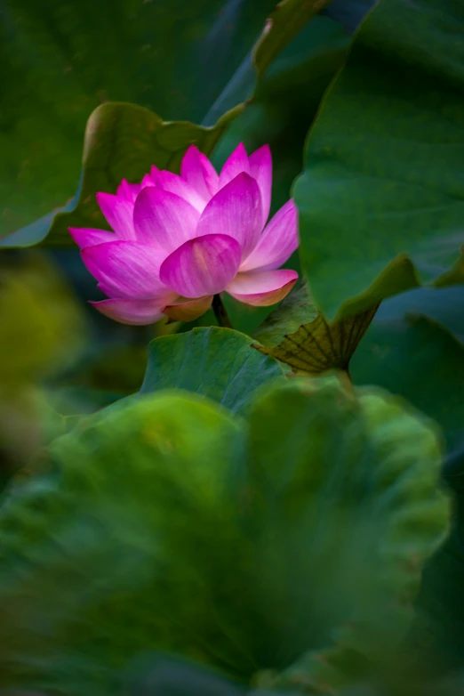 a pink flower sitting on top of a green leaf, in the evening, floating in a powerful zen state, lpoty, ben lo